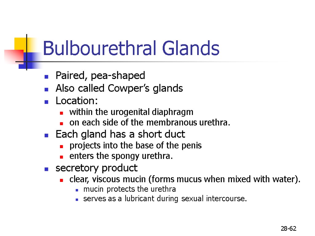 28-62 Bulbourethral Glands Paired, pea-shaped Also called Cowper’s glands Location: within the urogenital diaphragm